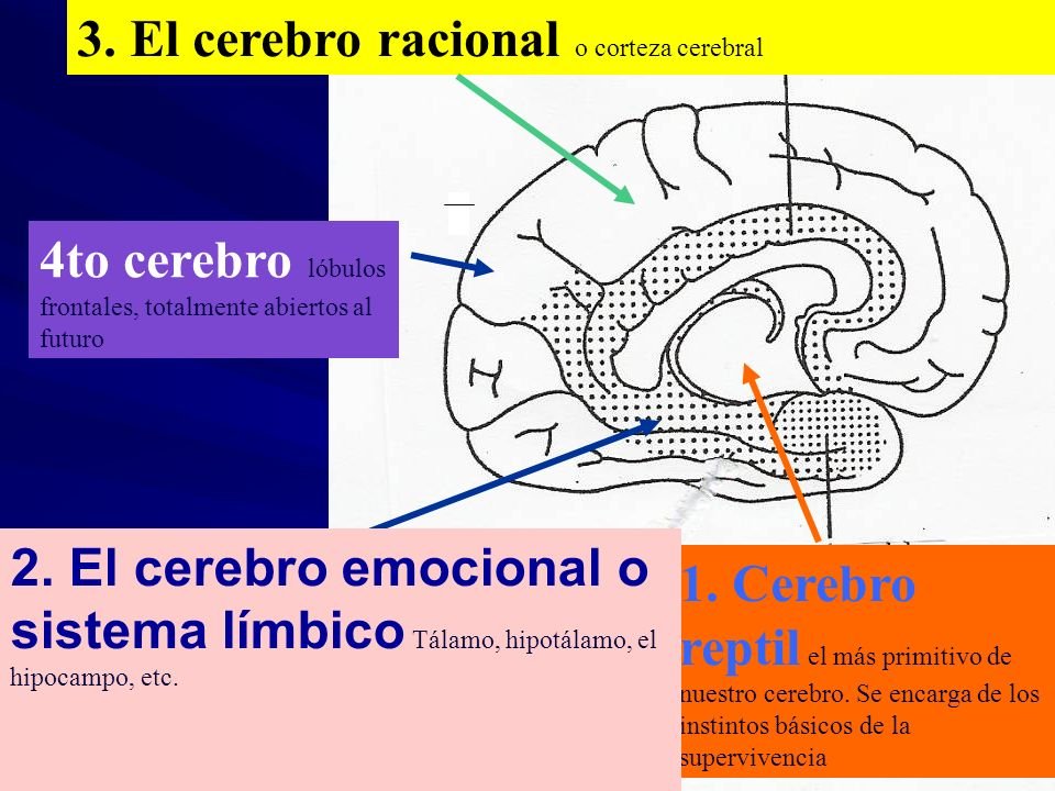 4-cerebro