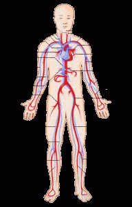 sistema-circulatorio-1