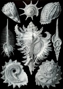 haeckel_prosobranchia